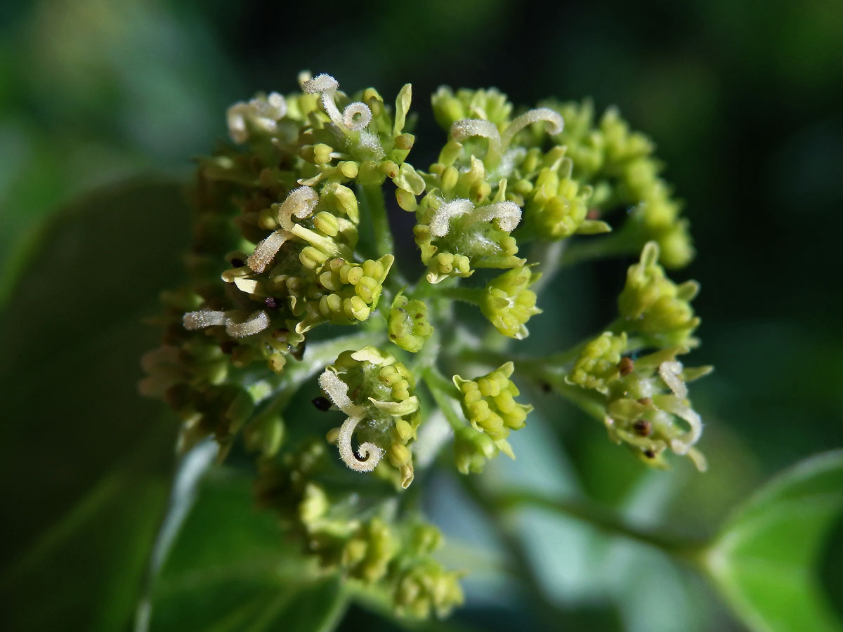 Javor Bürgerův (Acer buergerianum Miq.)