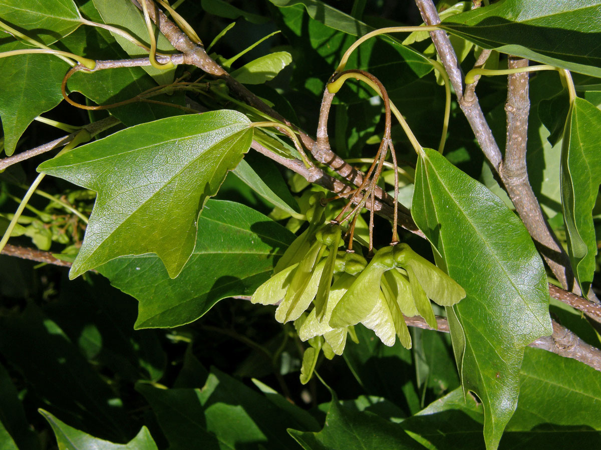 Javor Bürgerův (Acer buergerianum Miq.)