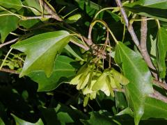 Javor Bürgerův (Acer buergerianum Miq.)