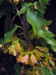 Javor Bürgerův (Acer buergerianum Miq.)