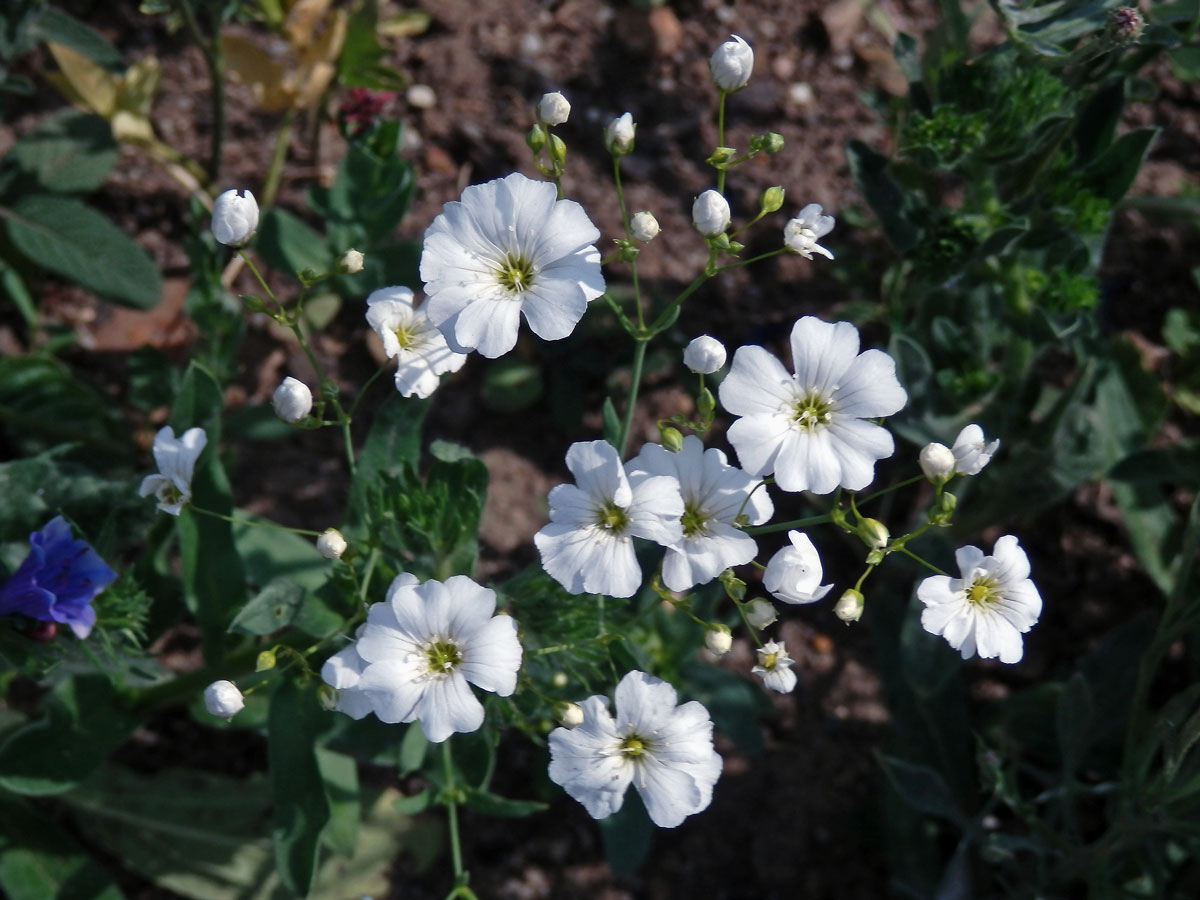 Šater ozdobný (Gypsophila elegans M. Bieb.)