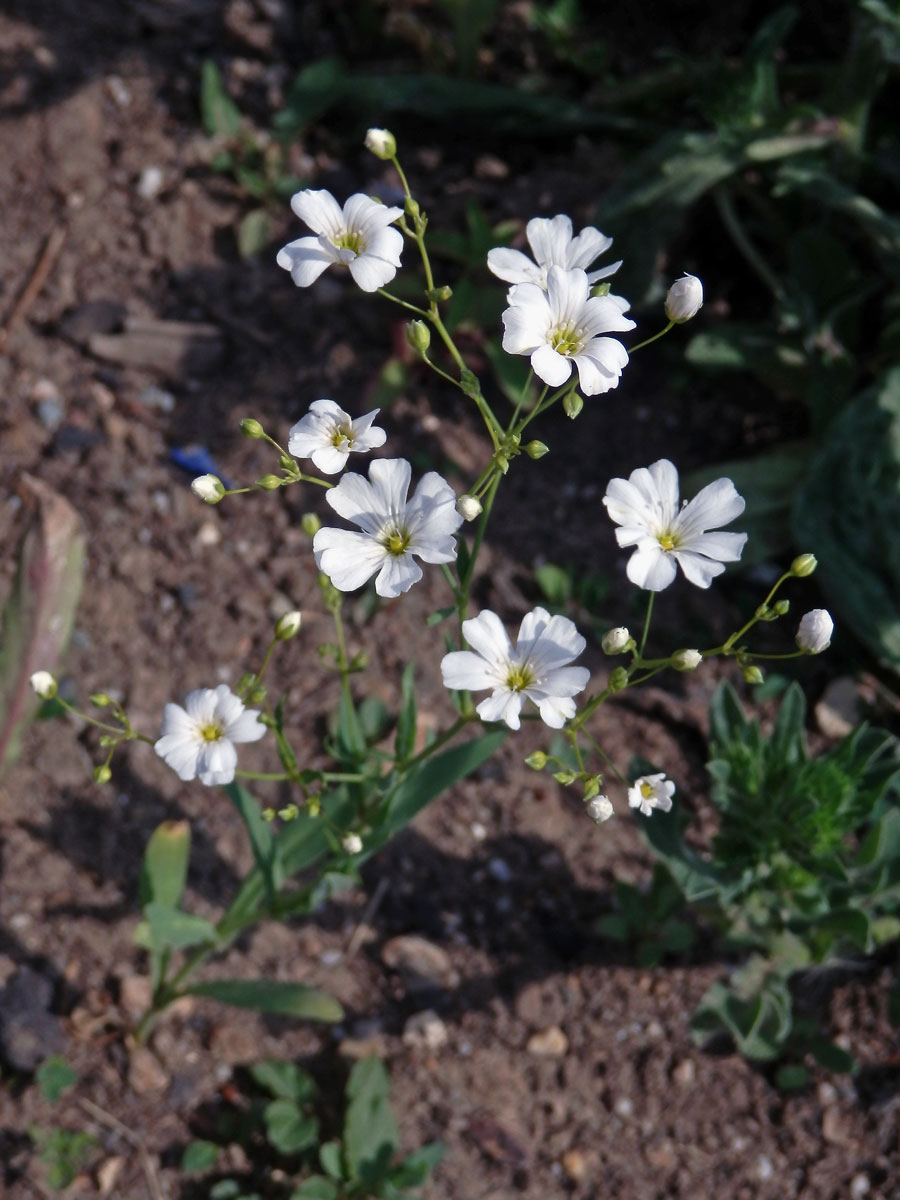 Šater ozdobný (Gypsophila elegans M. Bieb.)