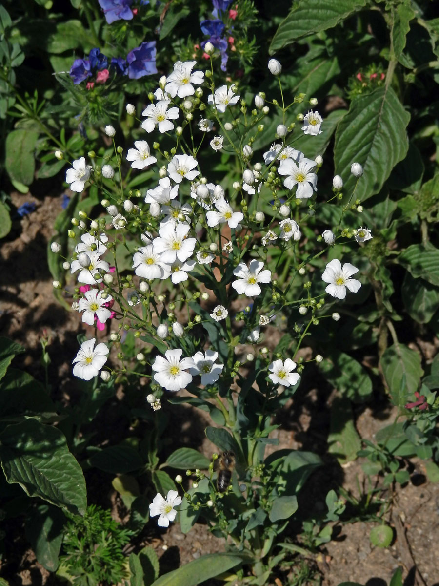 Šater ozdobný (Gypsophila elegans M. Bieb.)