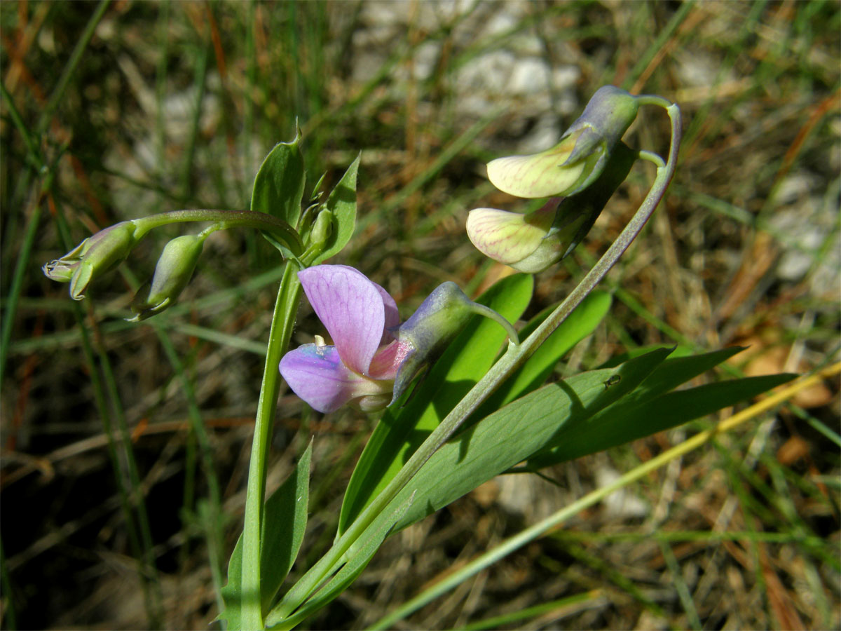 Hrachor černý (Lathyrus niger (L.) Bernh.)