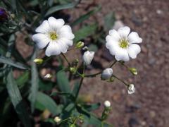 Šater ozdobný (Gypsophila elegans M. Bieb.)