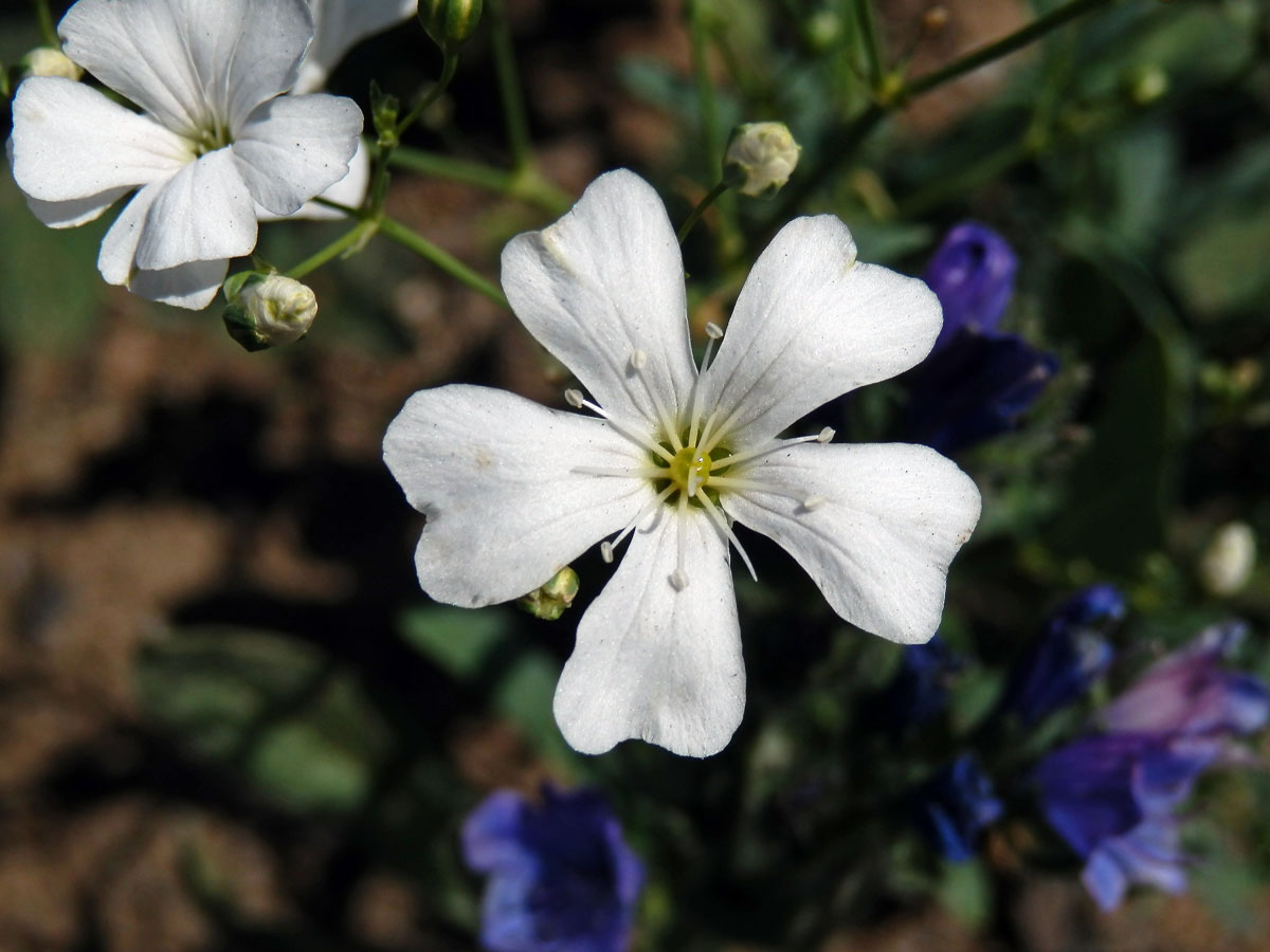 Šater ozdobný (Gypsophila elegans M. Bieb.)