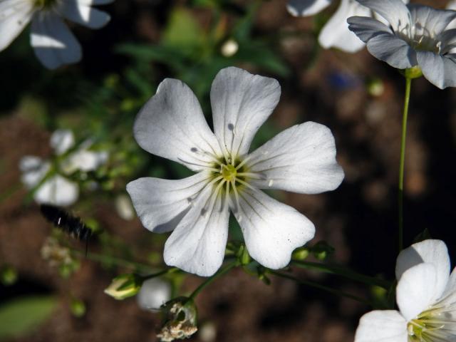 Šater ozdobný (Gypsophila elegans M. Bieb.), šestičetný květ (1)