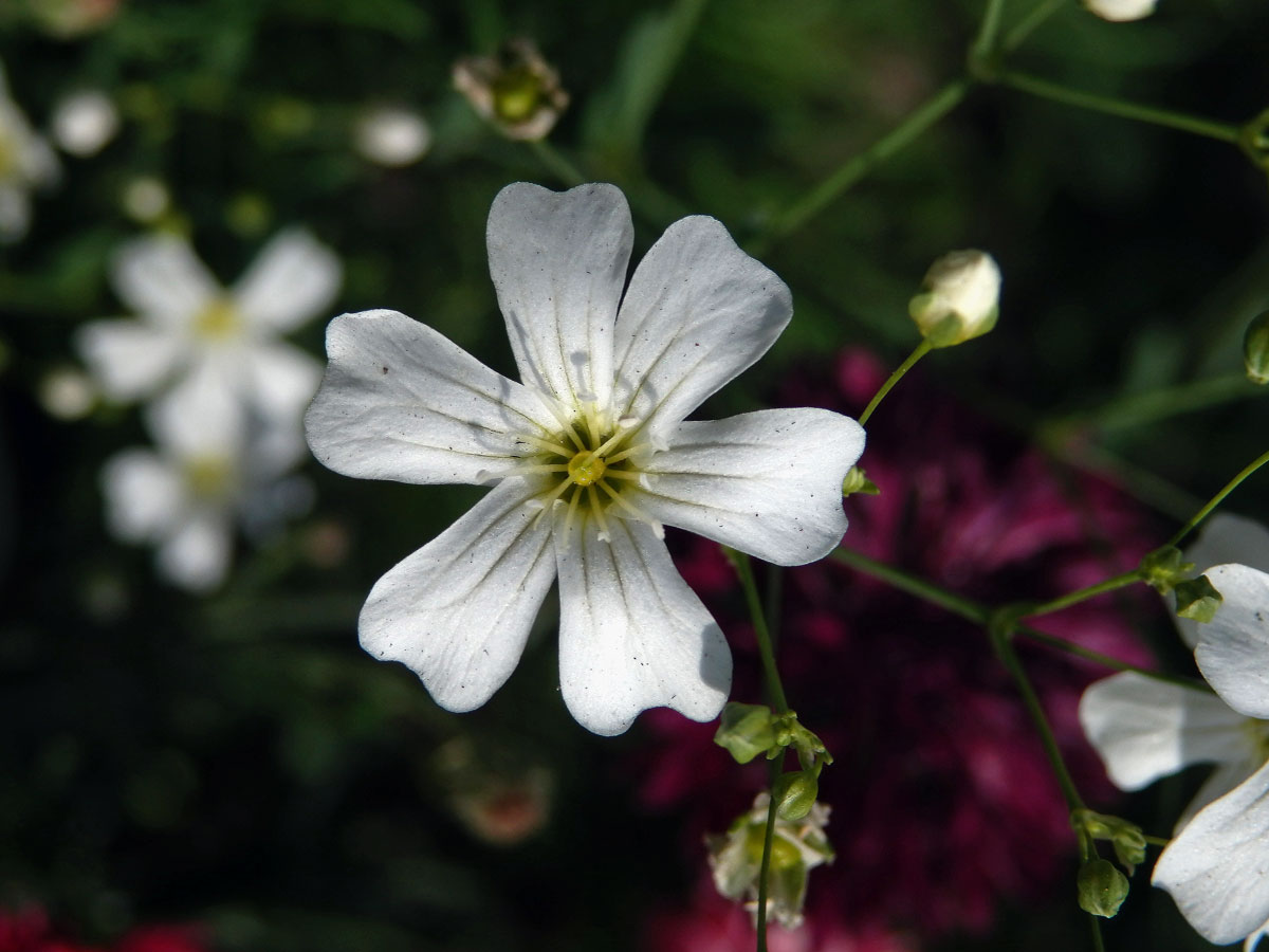 Šater ozdobný (Gypsophila elegans M. Bieb.), šestičetný květ (2)