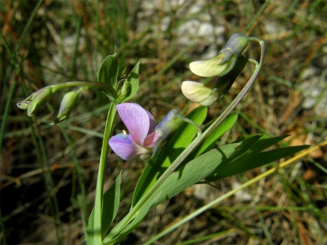 Hrachor černý (Lathyrus niger (L.) Bernh.)