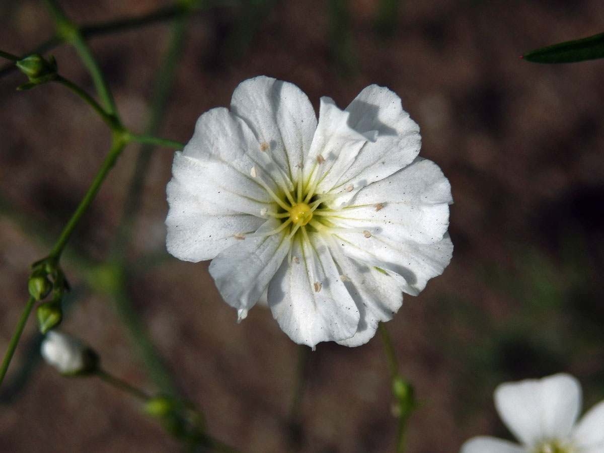 Šater ozdobný (Gypsophila elegans M. Bieb.) se zdvojeným počtem květních lístků