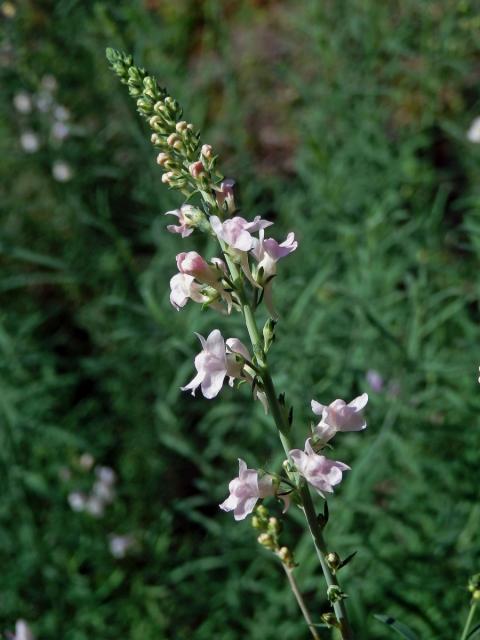 Lnice plazivá (Linaria repens (L.) Mill.) s růžovými květy