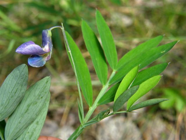 Hrachor černý (Lathyrus niger (L.) Bernh.)