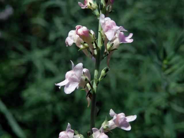 Lnice plazivá (Linaria repens (L.) Mill.) s růžovými květy