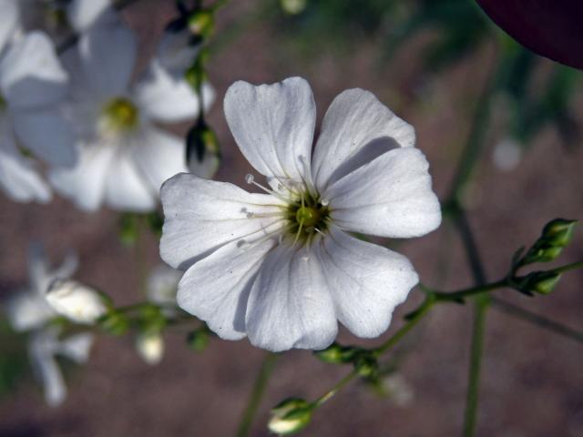 Šater ozdobný (Gypsophila elegans M. Bieb.), sedmičetný květ