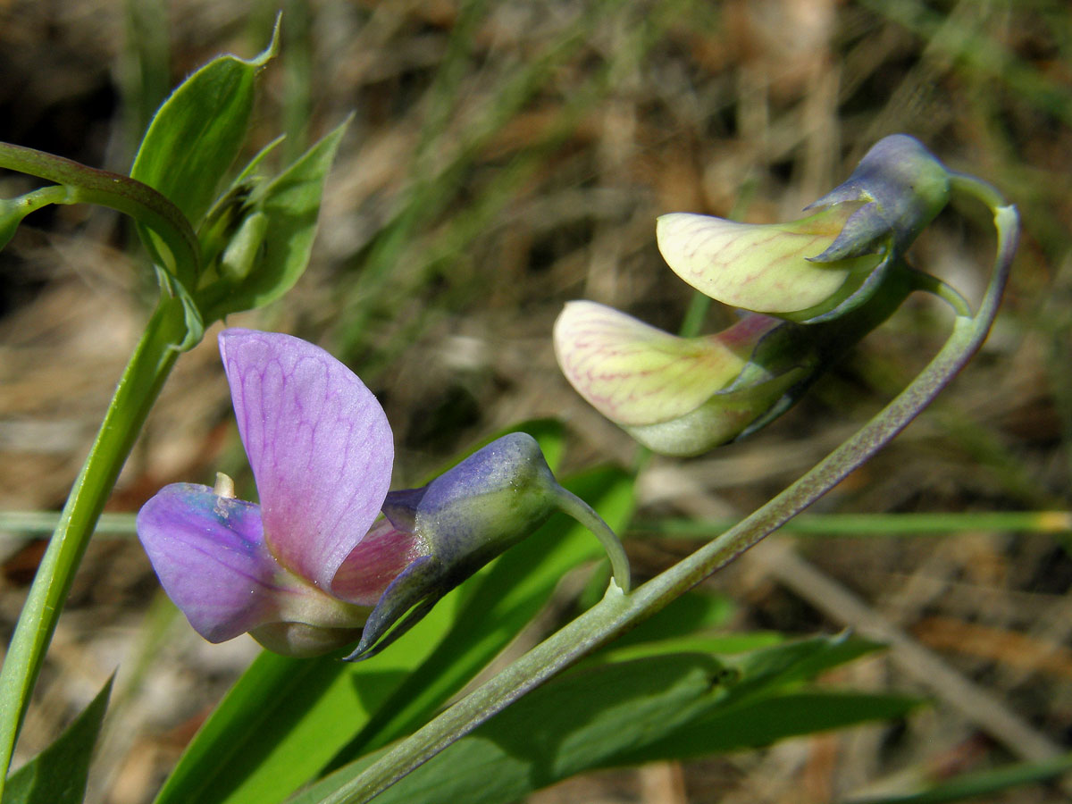 Hrachor černý (Lathyrus niger (L.) Bernh.)