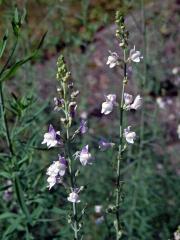 Lnice plazivá (Linaria repens (L.) Mill.)