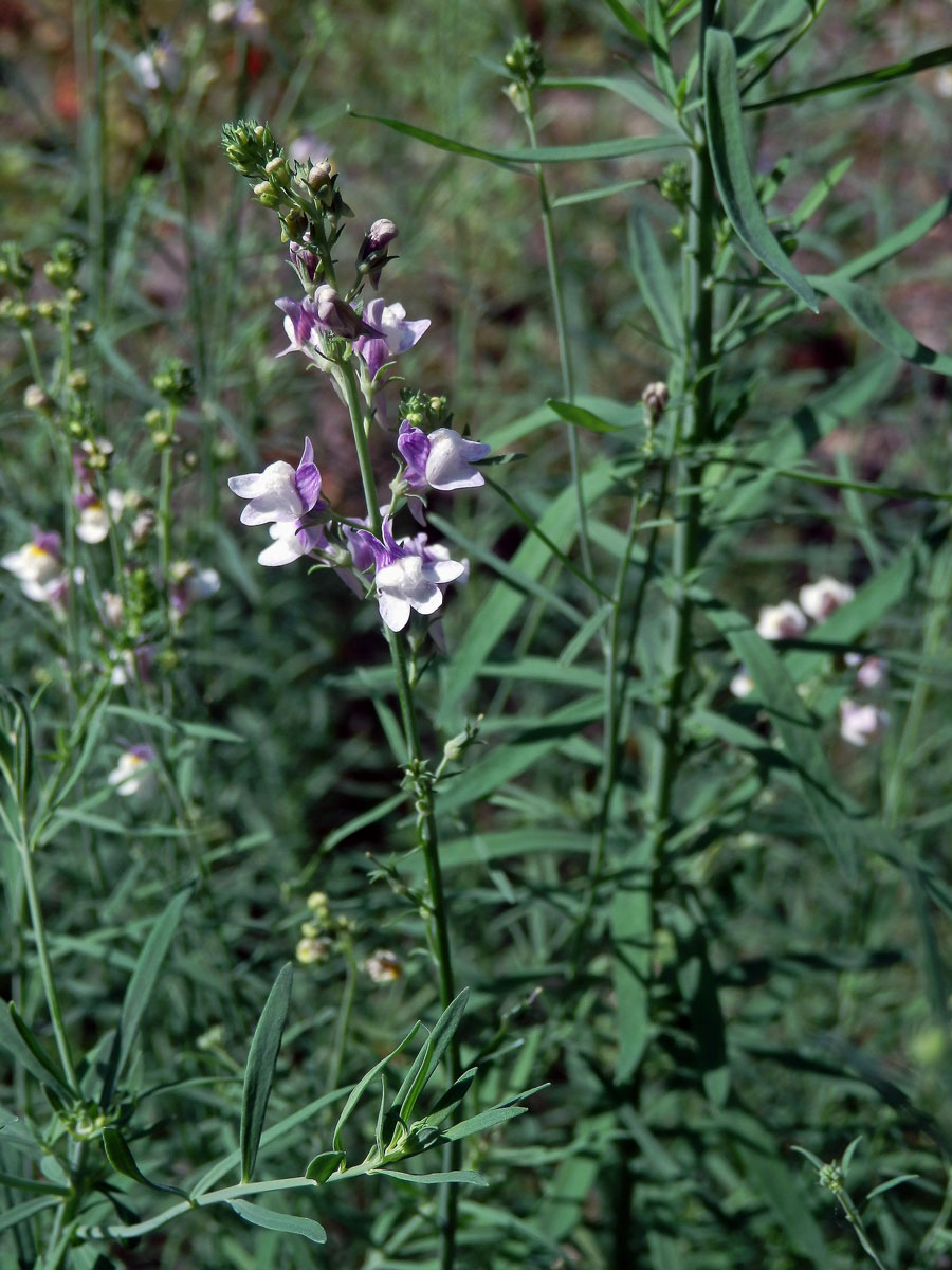 Lnice plazivá (Linaria repens (L.) Mill.)