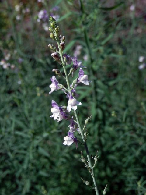 Lnice plazivá (Linaria repens (L.) Mill.)