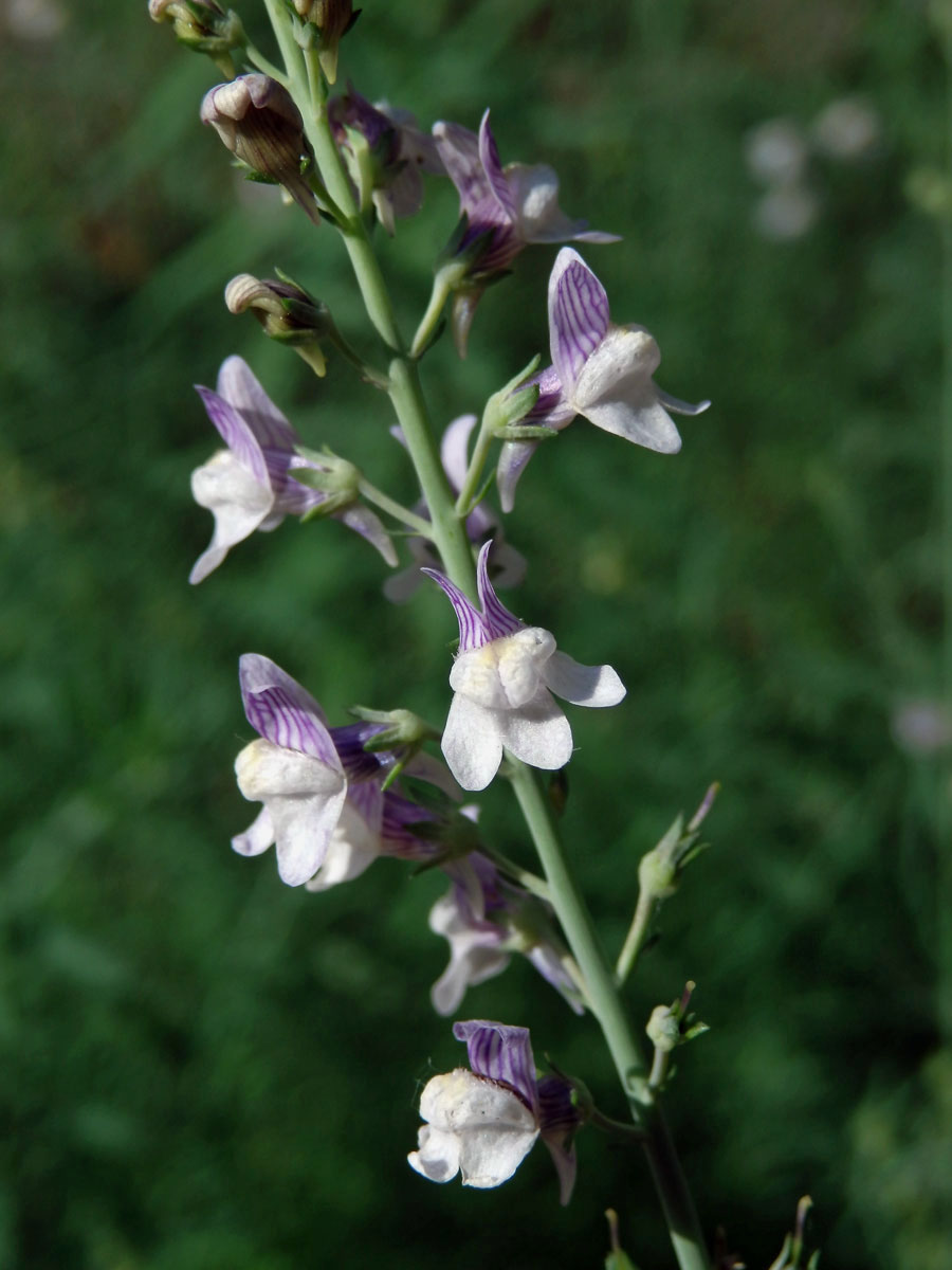 Lnice plazivá (Linaria repens (L.) Mill.)