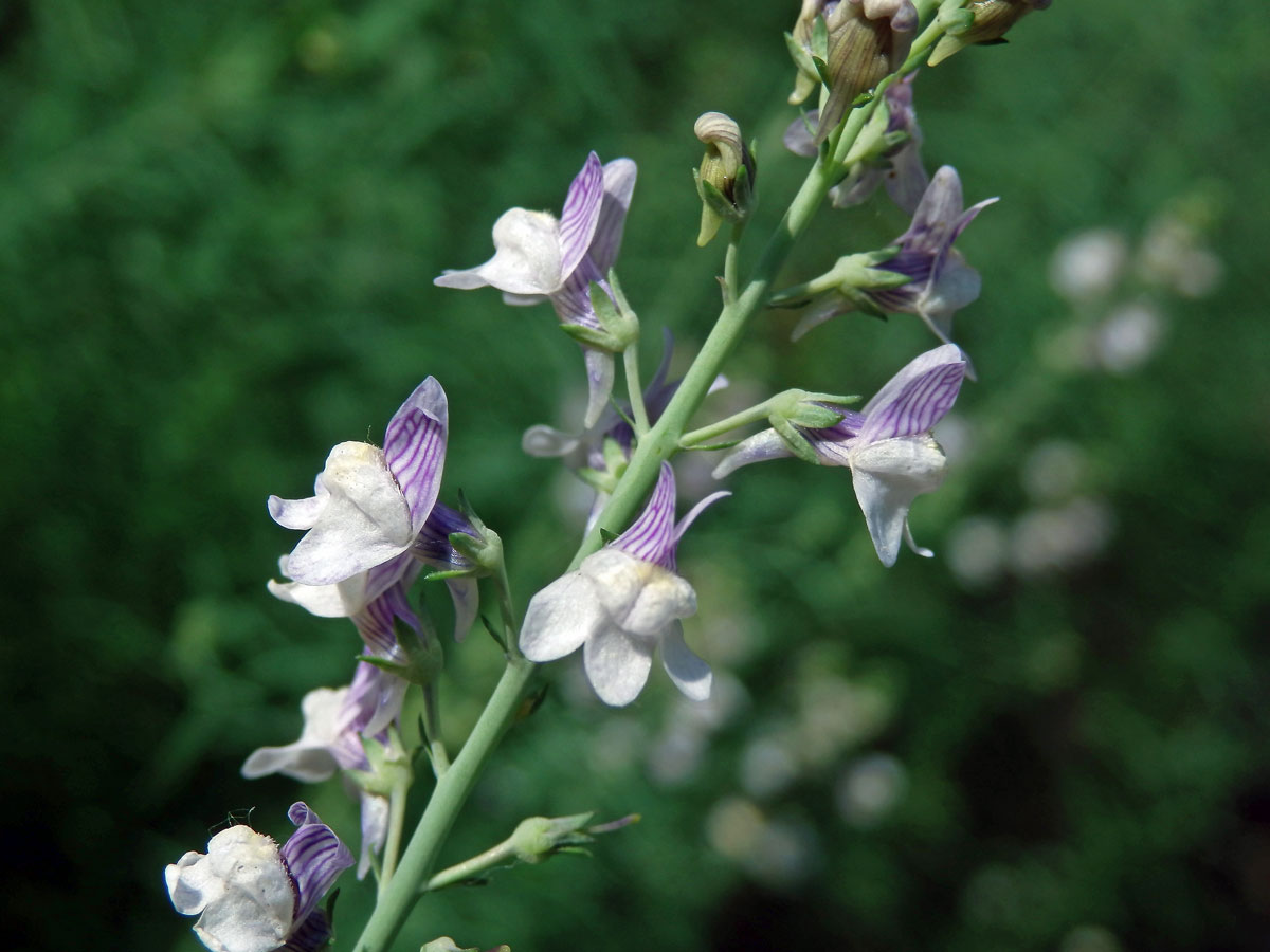 Lnice plazivá (Linaria repens (L.) Mill.)