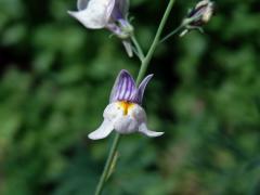 Lnice plazivá (Linaria repens (L.) Mill.)