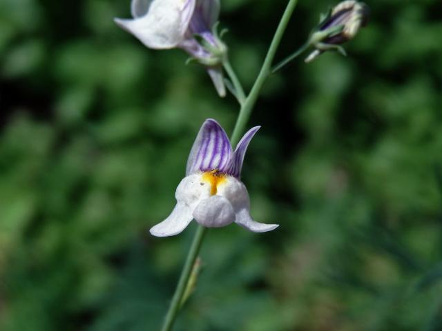 Lnice plazivá (Linaria repens (L.) Mill.)