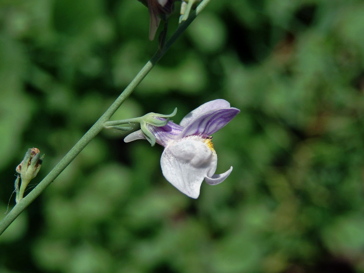 Lnice plazivá (Linaria repens (L.) Mill.)