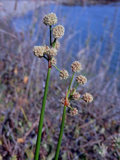 Kamýšek obecný (Scirpoides holoschoenus (L.) Soják)