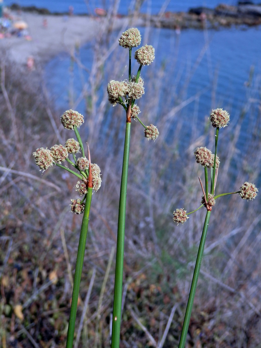 Kamýšek obecný (Scirpoides holoschoenus (L.) Soják)