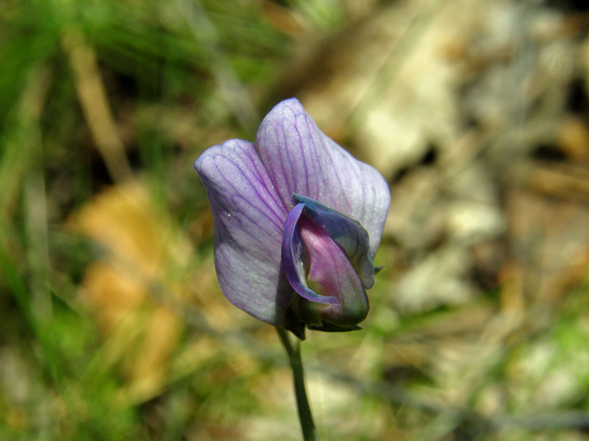 Hrachor černý (Lathyrus niger (L.) Bernh.)