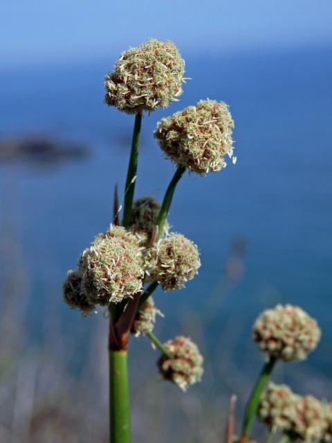 Kamýšek obecný (Scirpoides holoschoenus (L.) Soják)