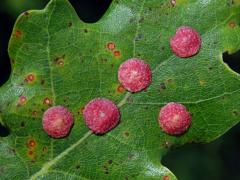 Hálky žlabatky hráškové (Neuroterus quercusbaccarum) - letní generace