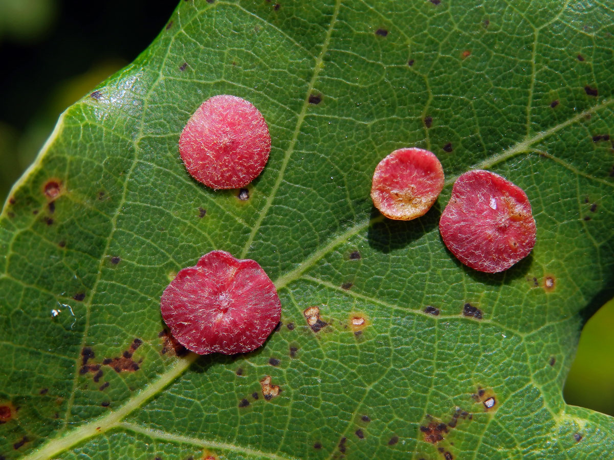 Hálky žlabatky hráškové (Neuroterus quercusbaccarum) - letní generace