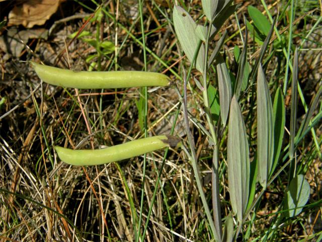 Hrachor černý (Lathyrus niger (L.) Bernh.)