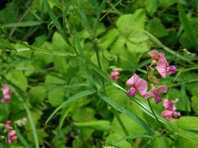 Hrachor lesní (Lathyrus sylvestris L.)