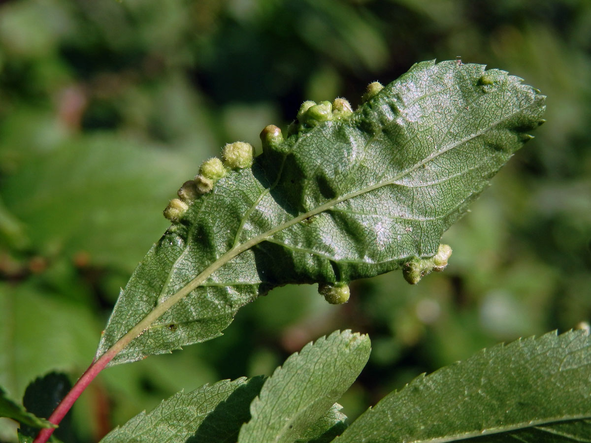 Hálky vlnovníka trnkového Eriophyes similis, slivoň trnka