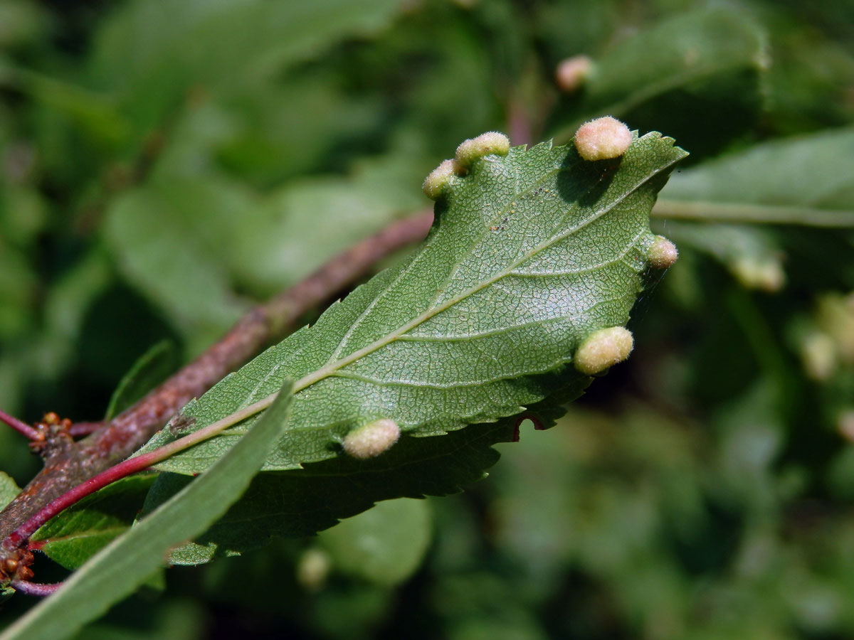 Hálky vlnovníka trnkového Eriophyes similis, slivoň trnka