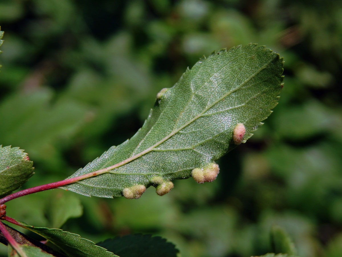 Hálky vlnovníka trnkového Eriophyes similis, slivoň trnka