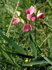 Hrachor lesní (Lathyrus sylvestris L.)