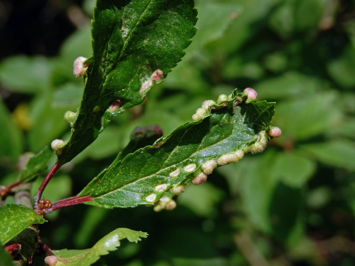 Hálky vlnovníka trnkového Eriophyes similis, slivoň trnka