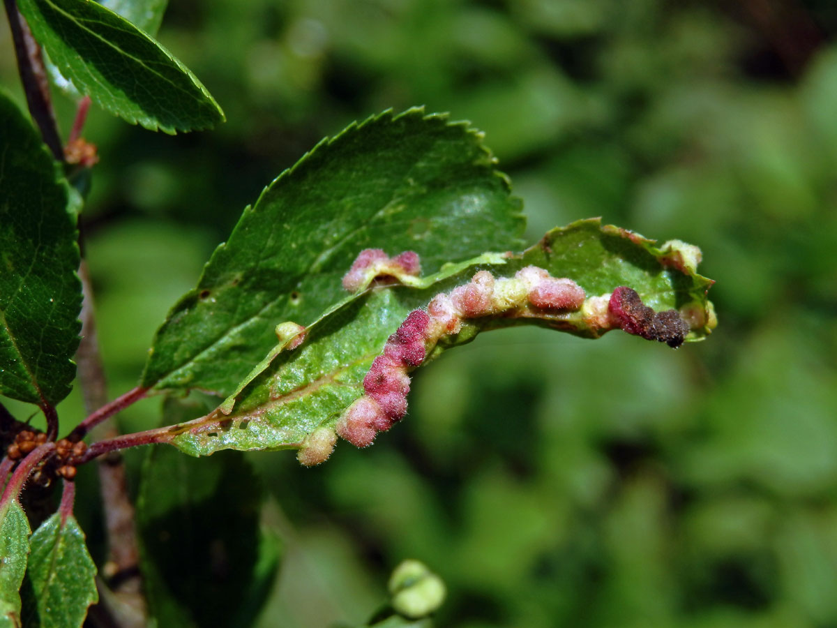 Hálky vlnovníka trnkového Eriophyes similis, slivoň trnka