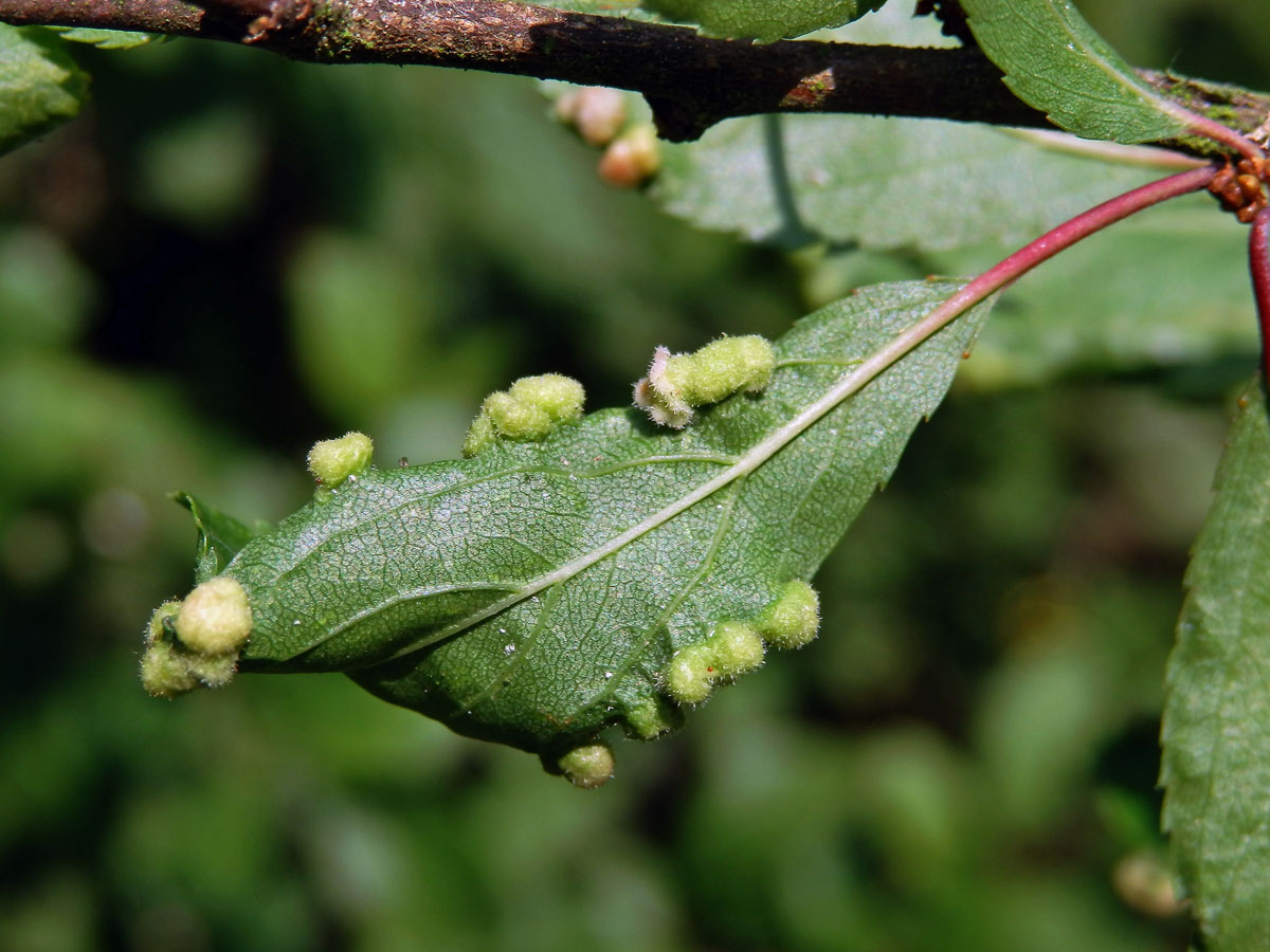 Hálky vlnovníka trnkového Eriophyes similis, slivoň trnka