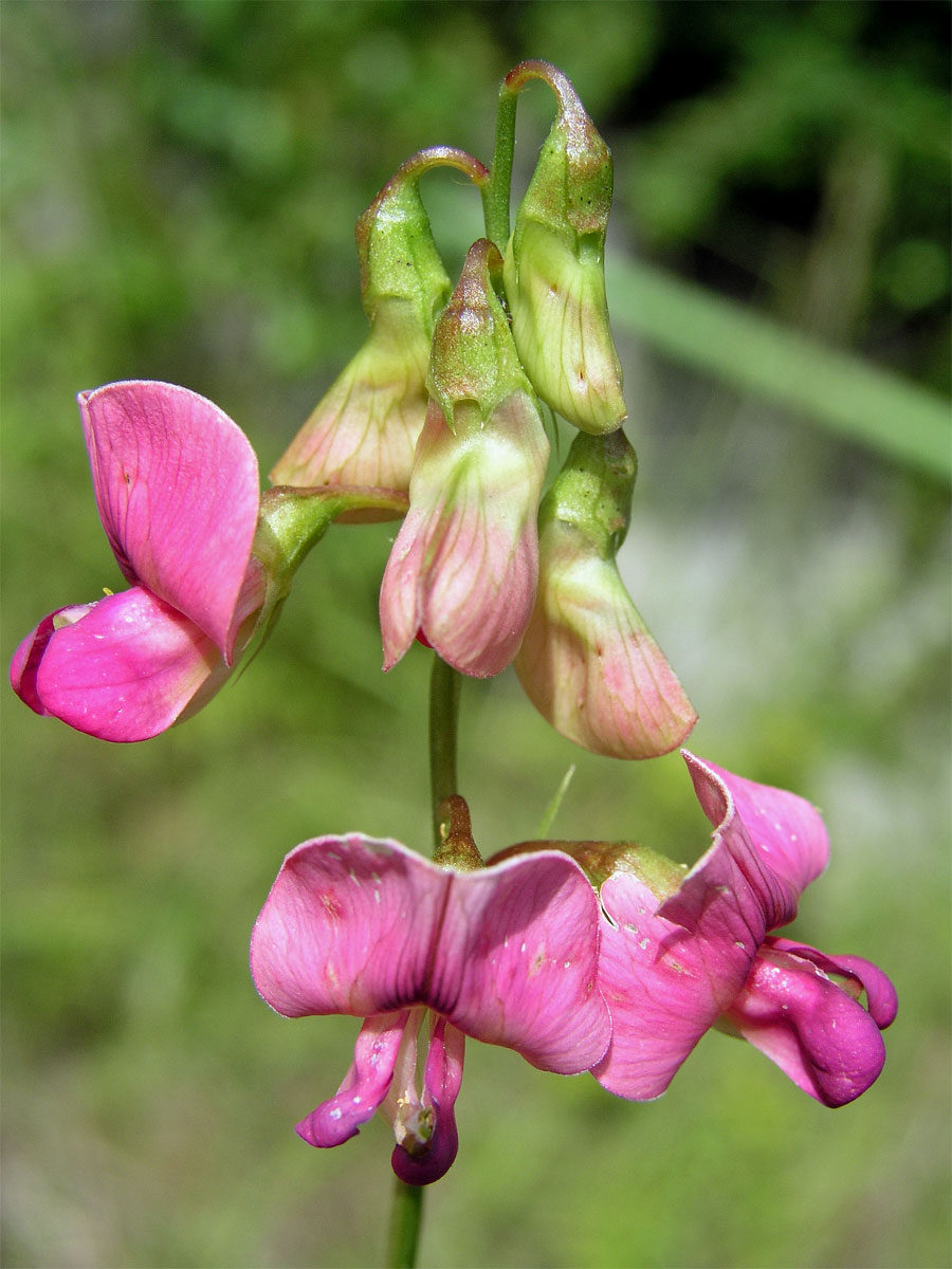 Hrachor lesní (Lathyrus sylvestris L.)