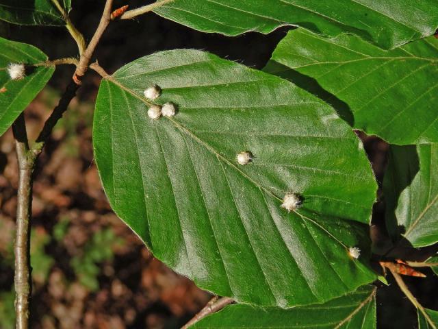 Hálky bejlomorky Hartigiola annulipes