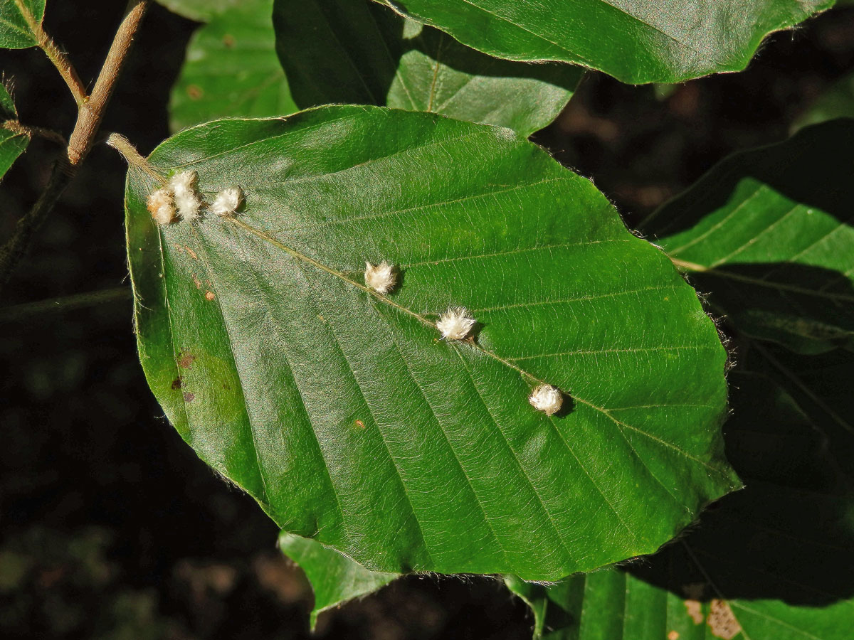 Hálky bejlomorky Hartigiola annulipes