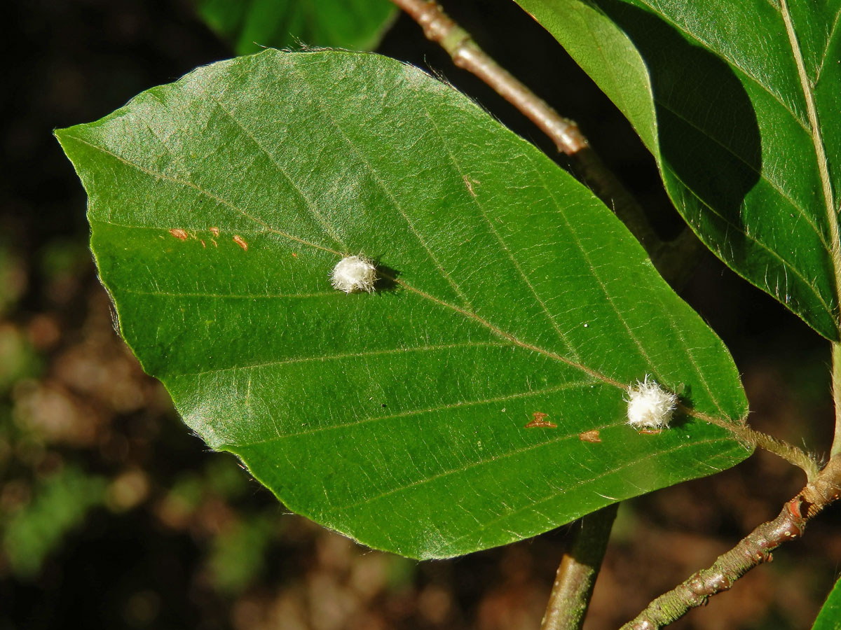 Hálky bejlomorky Hartigiola annulipes