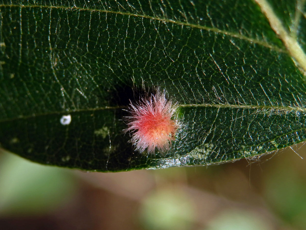 Hálky bejlomorky Hartigiola annulipes