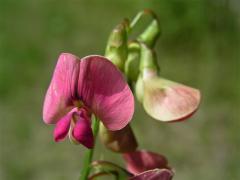 Hrachor lesní (Lathyrus sylvestris L.)