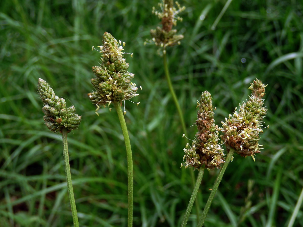 Jitrocel kopinatý (Plantago lanceolata L.) - větvené květenství (5)