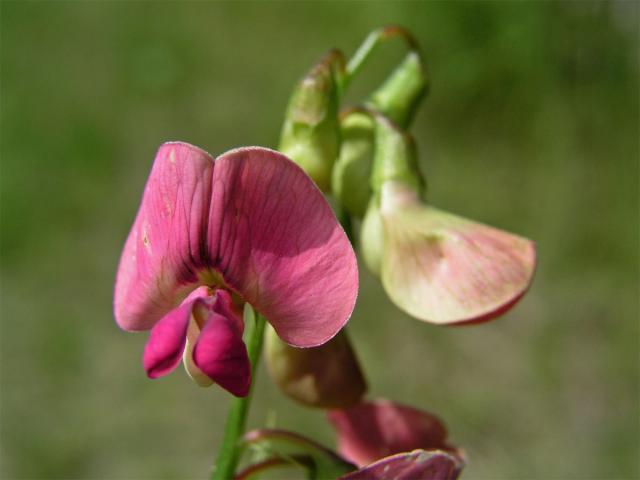 Hrachor lesní (Lathyrus sylvestris L.)